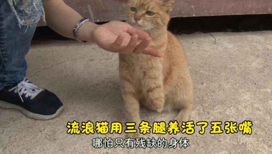 我人生中最疯狂的一个月,六开彩开奖结果2025香港今天开马,社会责任方案执行_高级版V11.60